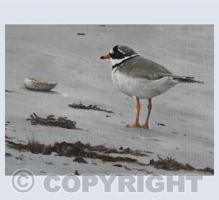 Ringed Plover