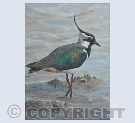 Lapwing