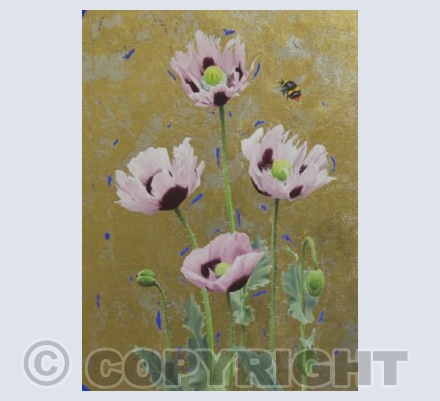 Opium Poppies