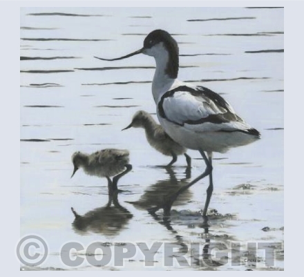Avocet and chicks