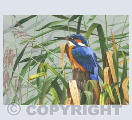 Kingfisher