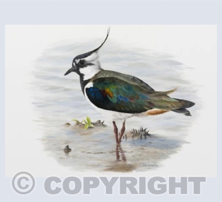 Lapwing