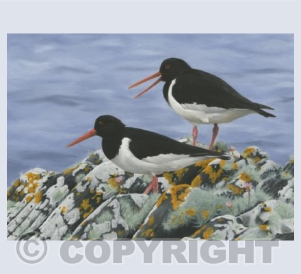 Oystercatchers