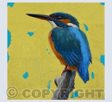 Little Blue-Kingfisher