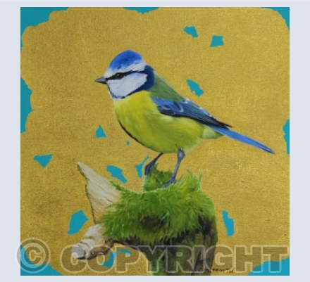 Blue Tit 1
