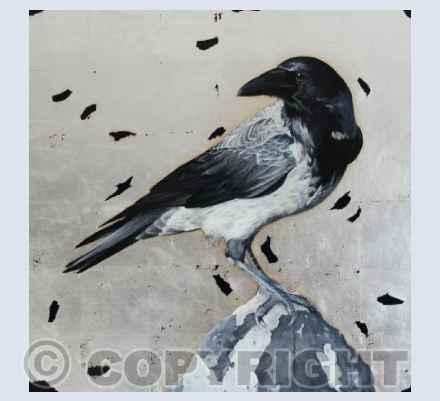 Hooded Crow