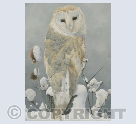 Winter Barn Owl