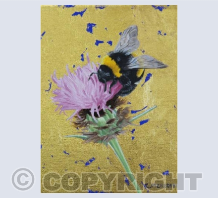 Bumblebee on Knapweed