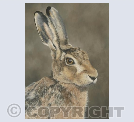 Brown Hare