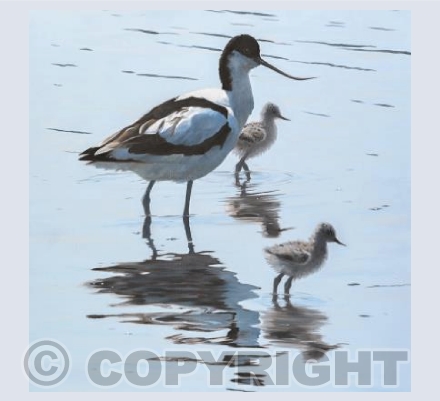 Vigilant-Avocet & chicks