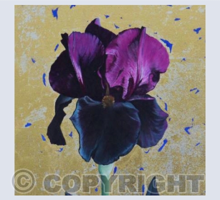 Black Iris