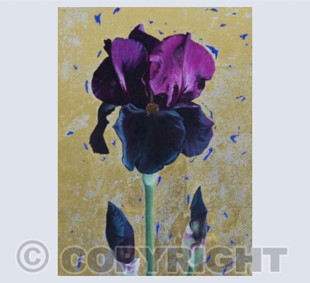 Black Iris