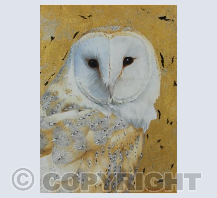 Barn Owl Gaze