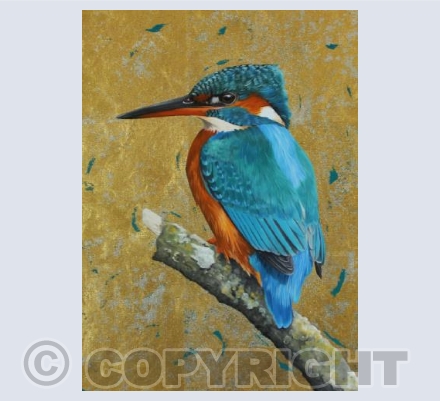 A Watchful Eye-Kingfisher