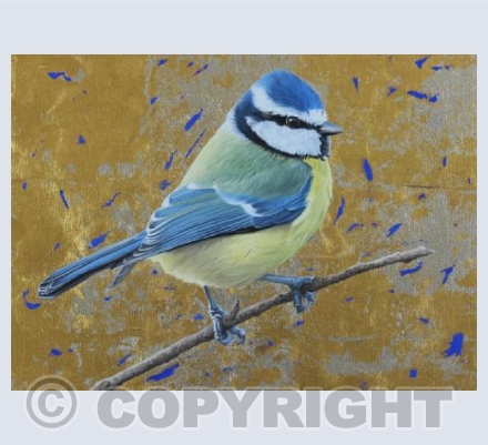 Blue Tit