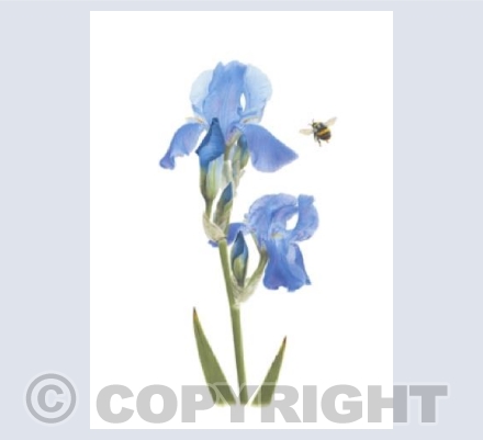 Blue Bearded Iris