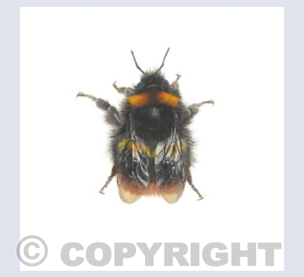Early Bumblebee