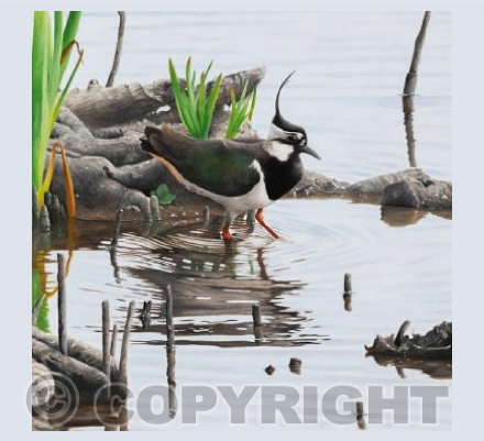 Spring Lapwing