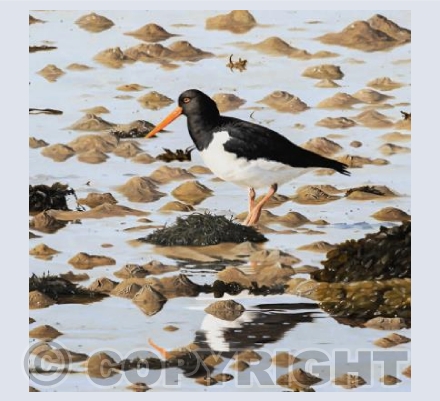 Oystercatcher- Low tide