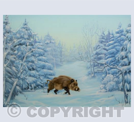 The Boar