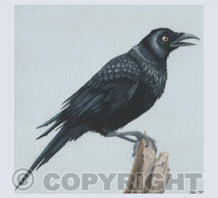 Golden-Eyed Crow