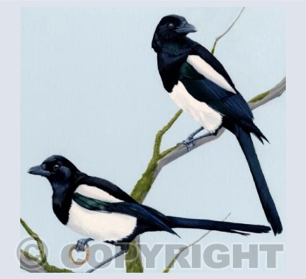 Magpies