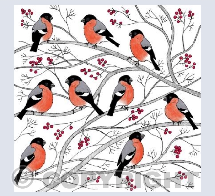 Bullfinches in Winter