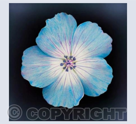 Geranium