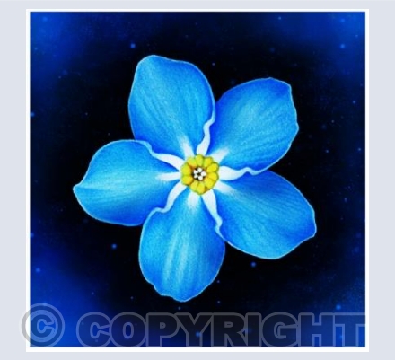 Forget Me Not