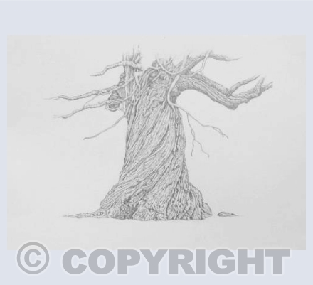 twisted tree drawing