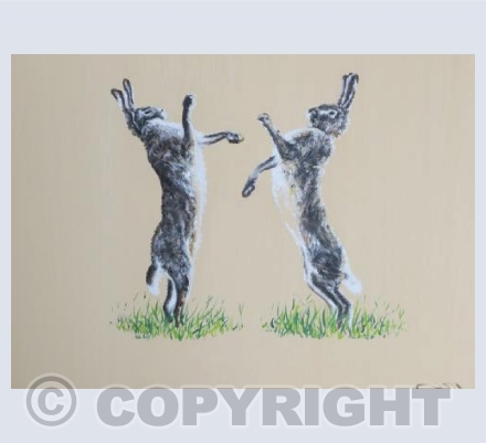 fighting hares