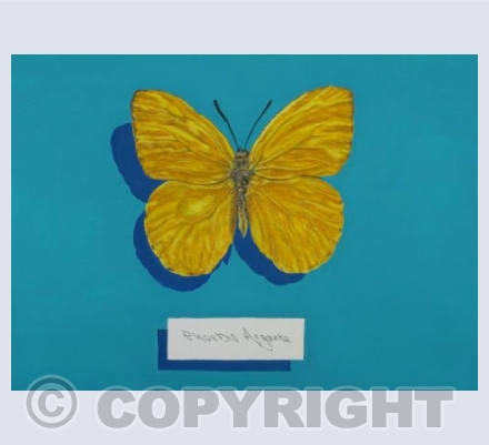 butterfly phoebis