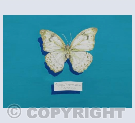 butterfly morpho delicate