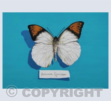 butterfly hebemoia