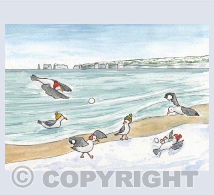 Studland gulls