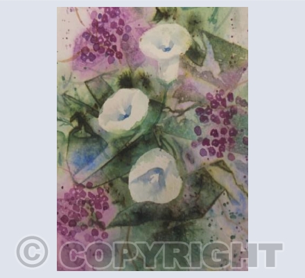 Bindweed 