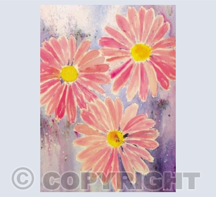 Pink Daisy