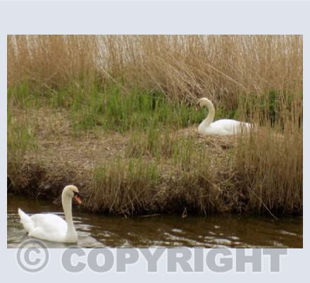 Swans