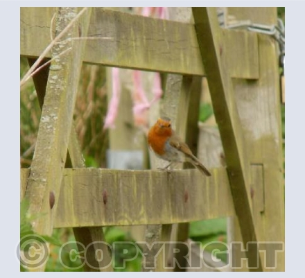 Robin