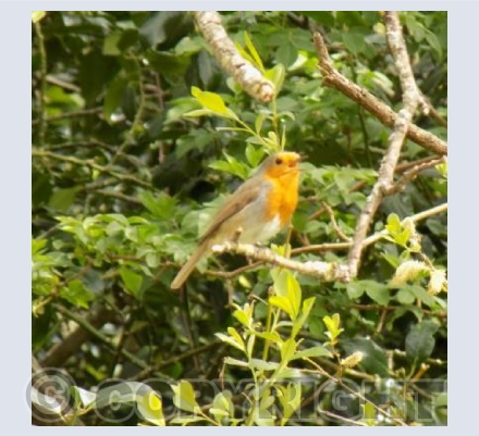 Birdsong 