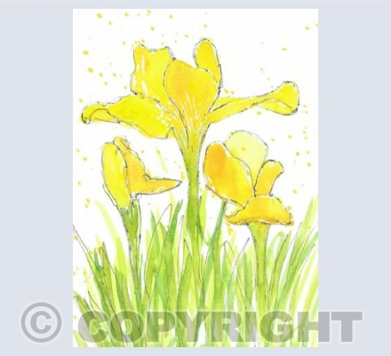 Yellow Iris