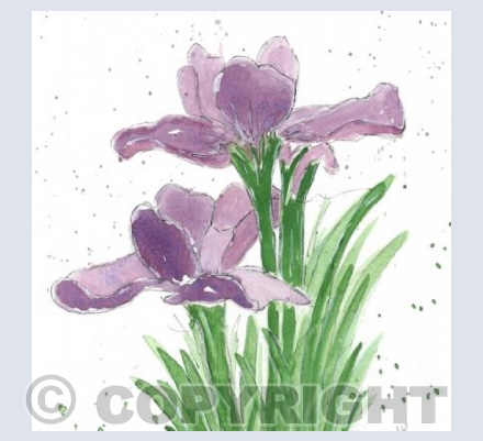 Iris 