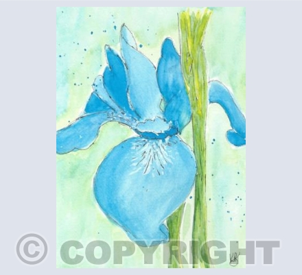 Iris Blue 