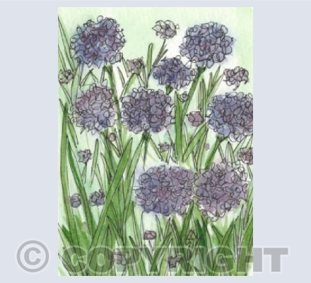 Flowers in the meadow 