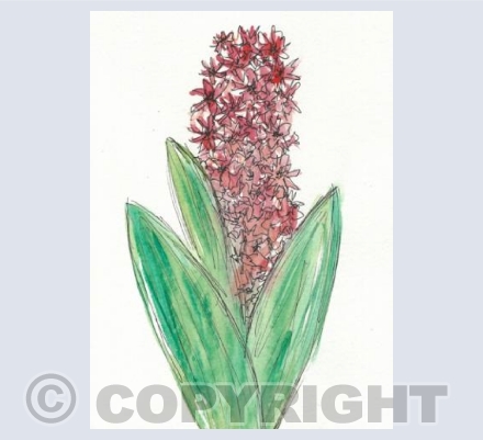 Hyacinth 