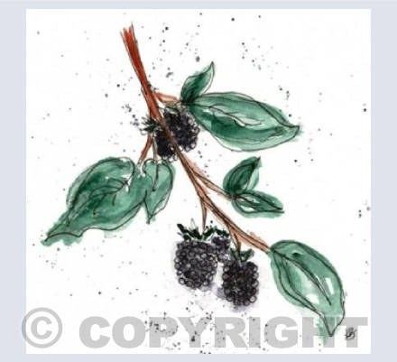 Berry Twig