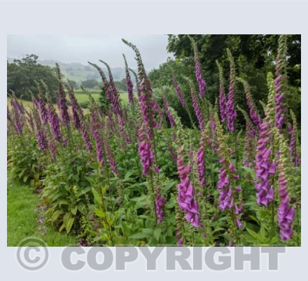 Foxgloves