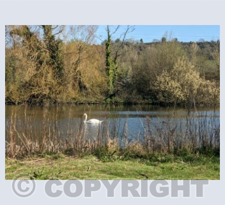 The Swan