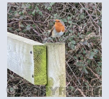 Robin