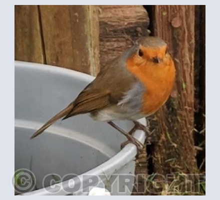 Mr Robin 